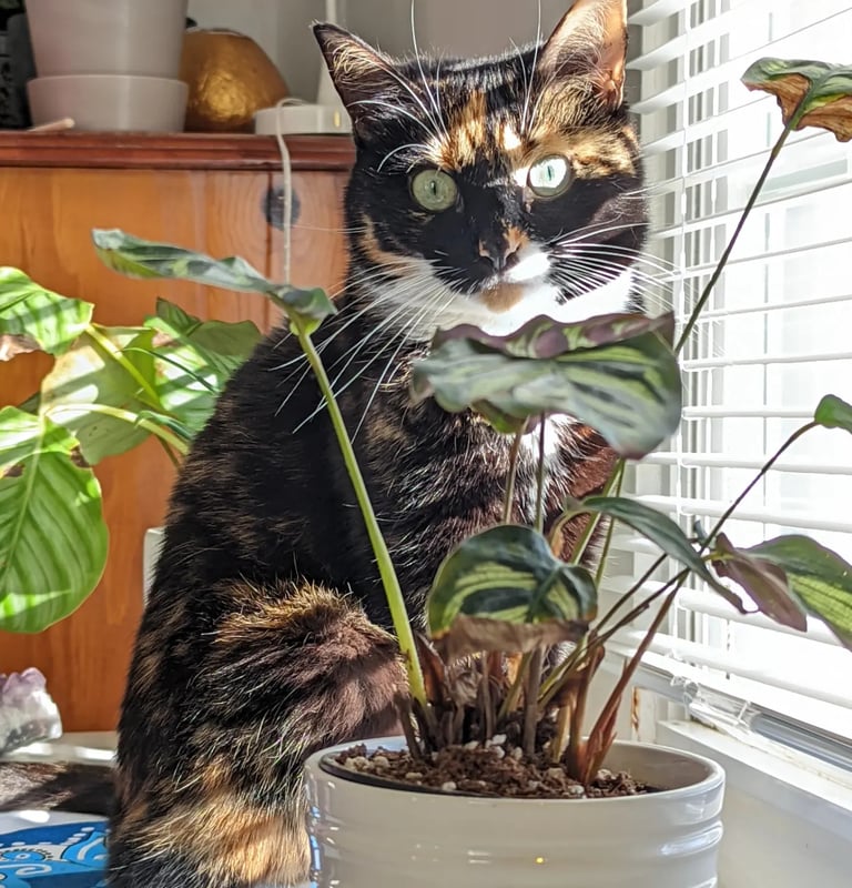 a cat sitting on a table with a potted plant