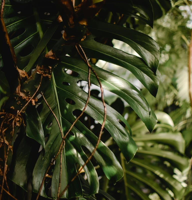 Mature wild Monstera deliciosa leaf with full fenestrations