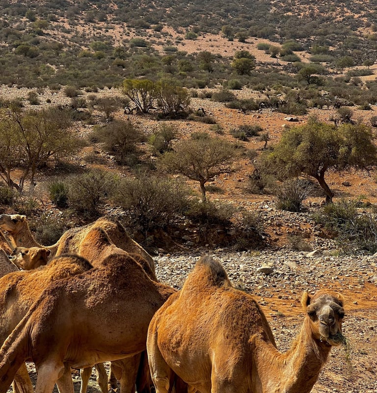 a herd of camels in the desert of Morocco surrounded by argan trees 