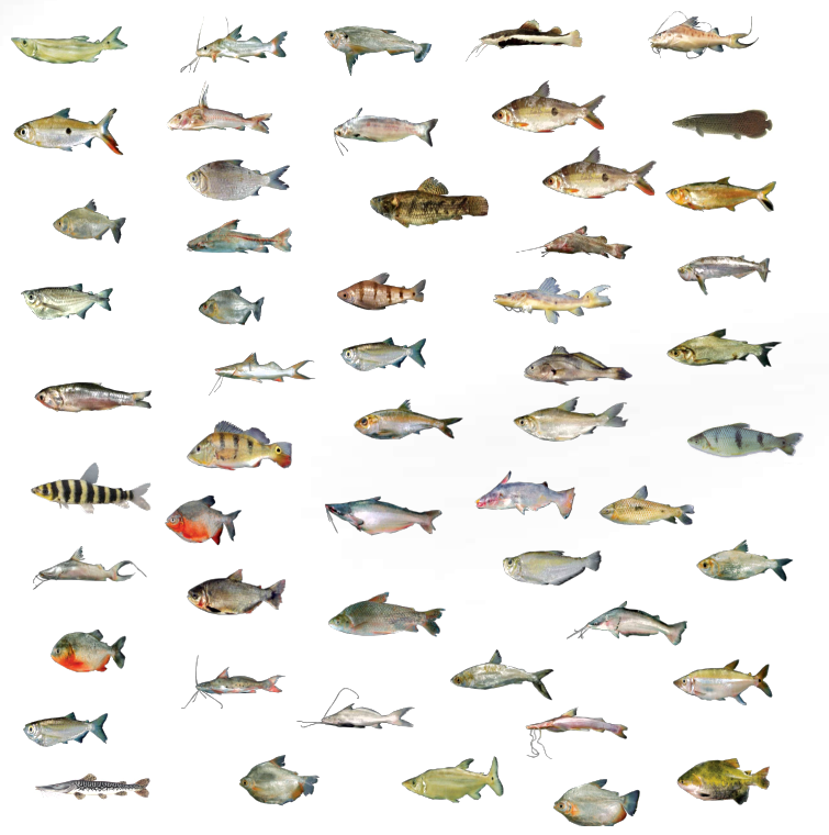 várias espécies de peixes