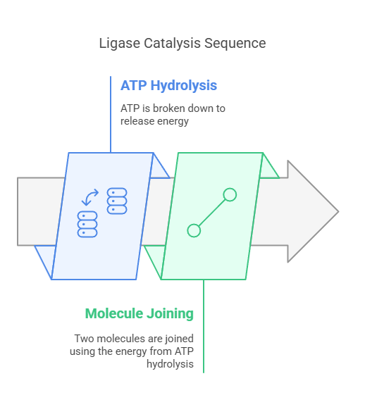 Ligase Catalysis sequence
