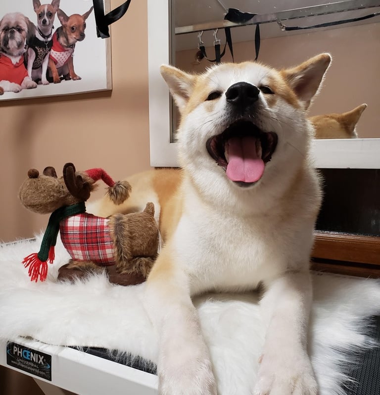 Šunų kirpykla vaisvydava kaunas Doggy Divine- Sunu nukailinimas