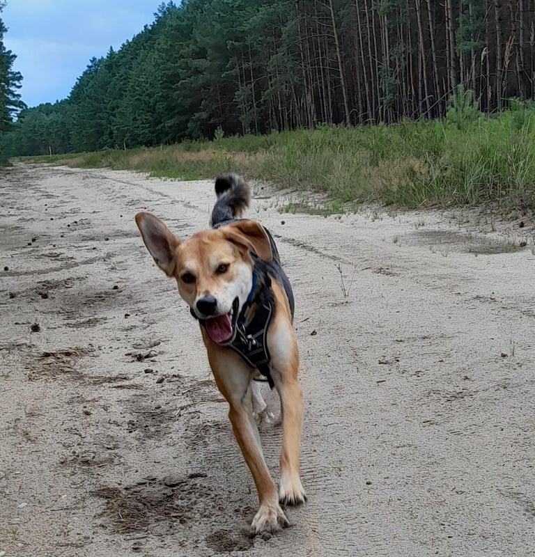 Rückrufkurs Borkheide, Kloster Lehnin, Treuenbrietzen,                   Brandenburg bei Bad Belzig