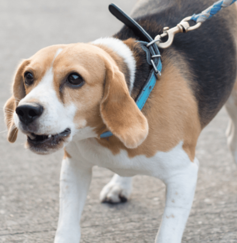 Hundetraining Borkheide, Werder/Havel, Kloster Lehnin, Beelitz, Treuenbrietzen, Michendorf