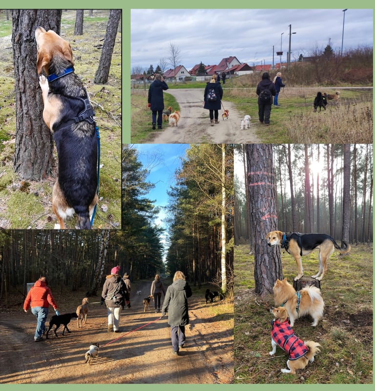 Gruppenspaziergang Borkheide, Brück, Kloster Lehnin, Werder/Havel, Beelitz, Treuenbrietzen,