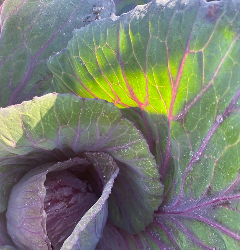 HEIRLOOM MAMMOTH RED ROCK CABBAGE