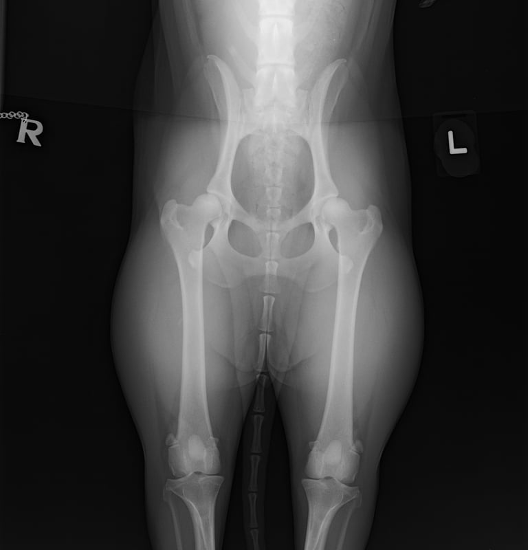 Hip Scoring Border Collie