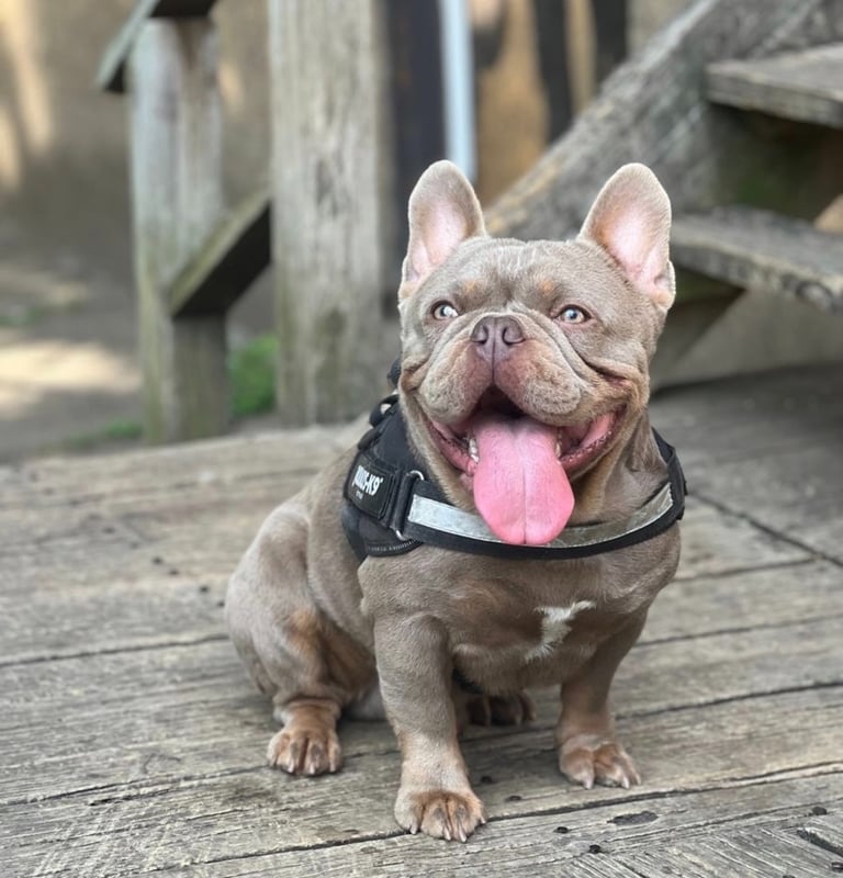 A lilac French Bulldog wearing a black harness sitting on a wooden porch with its tongue out.