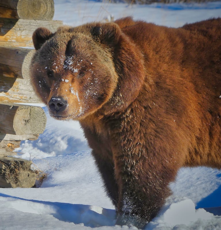 A large brown grizzly bear with snow on its face standing by a log cabin in a snowy landscape.