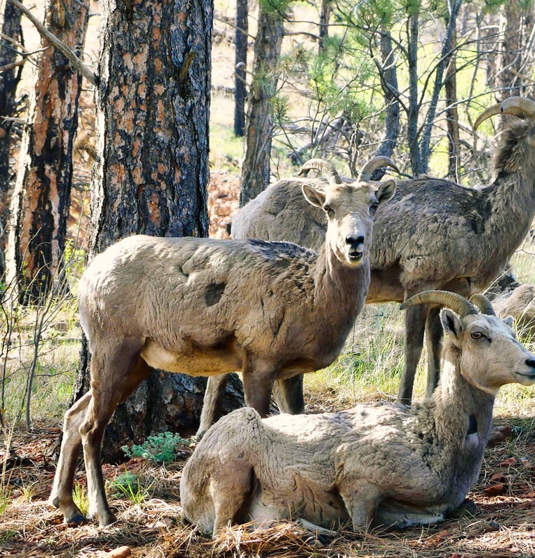 A small group of bighorn sheep ewes and lambs resting in the shade of a pine forest.
