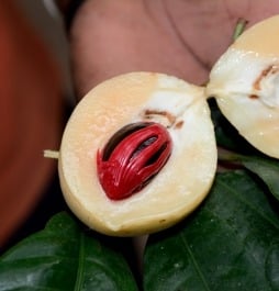 Freshly harvested nutmeg fruit with red mace on Zanzibar spice farm