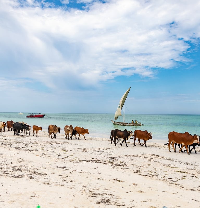 Cows walking along the sandy beach during a scenic Zanzibar village tour, showcasing local wildlife and coastal beauty