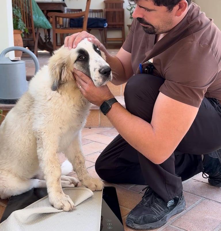 microchip a domicilio