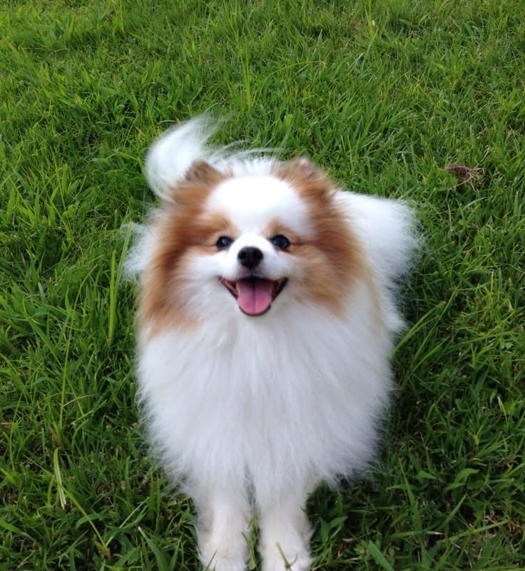 criadero cachorrito pomerania argentina