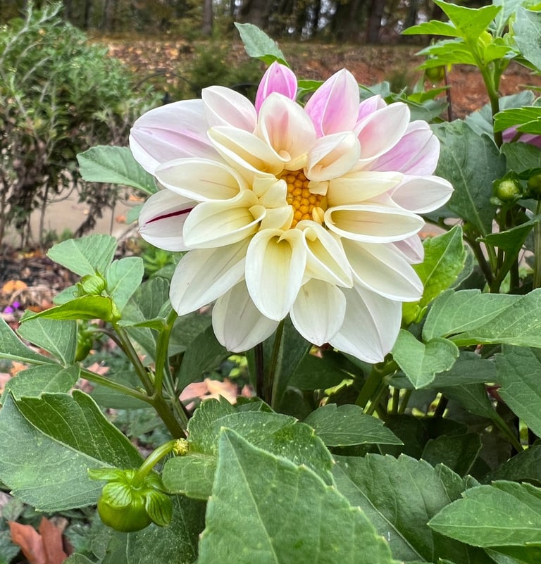 Dahlia that I didn't dig up so it decided to blooom late October 2025.