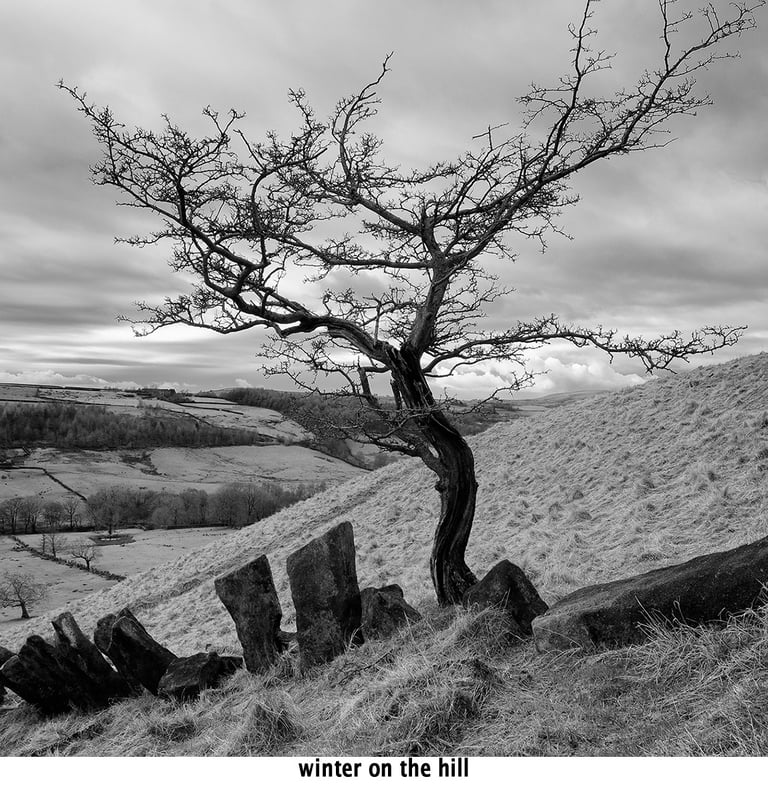 a black and white photograph of a barren tree that is standing on a hill
