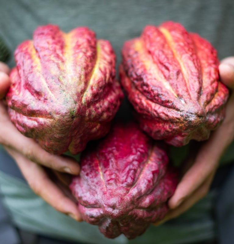 A person holding three ripe red and yellow cacao pods freshly harvested from a cocoa farm.