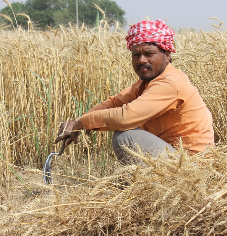 Farmer in India