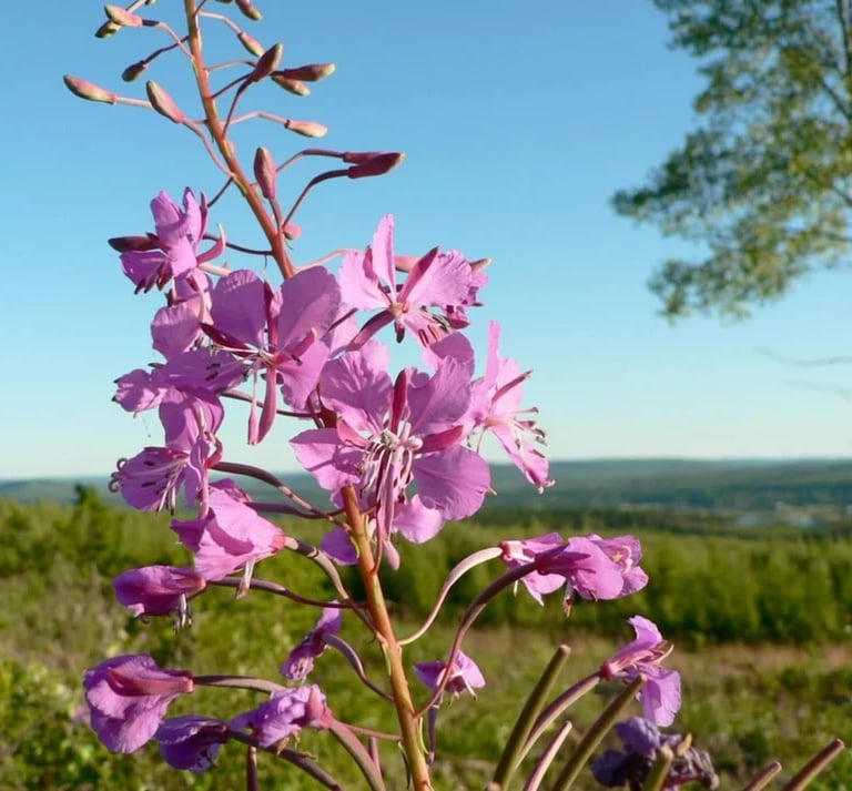 Fireweed in bloom