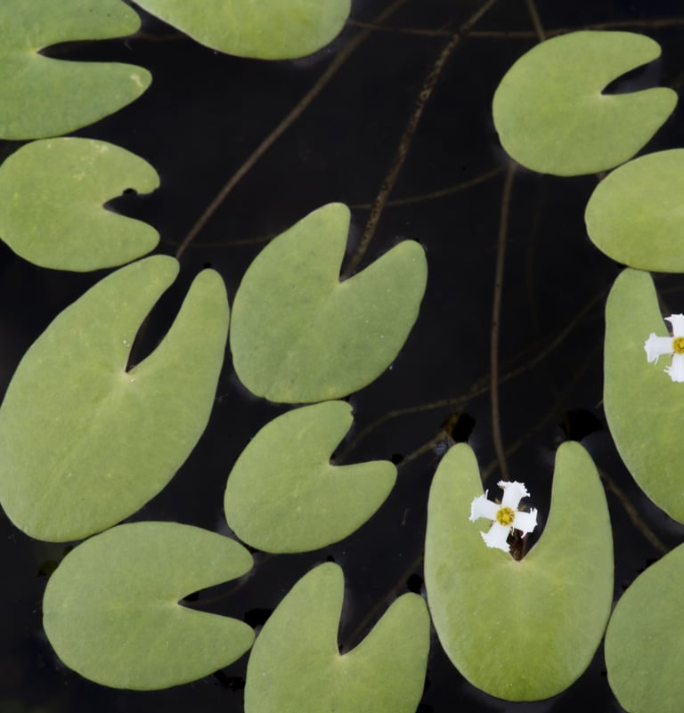 Minuscule lilypads and flowers