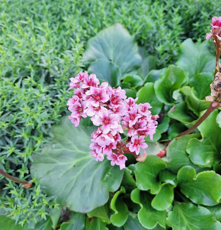 clusters of white-pink Elephant Ear flowers