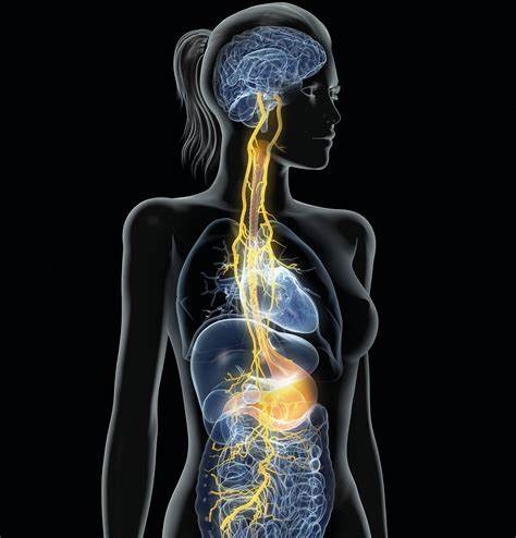 vagal nerve and the safe and sound protocol