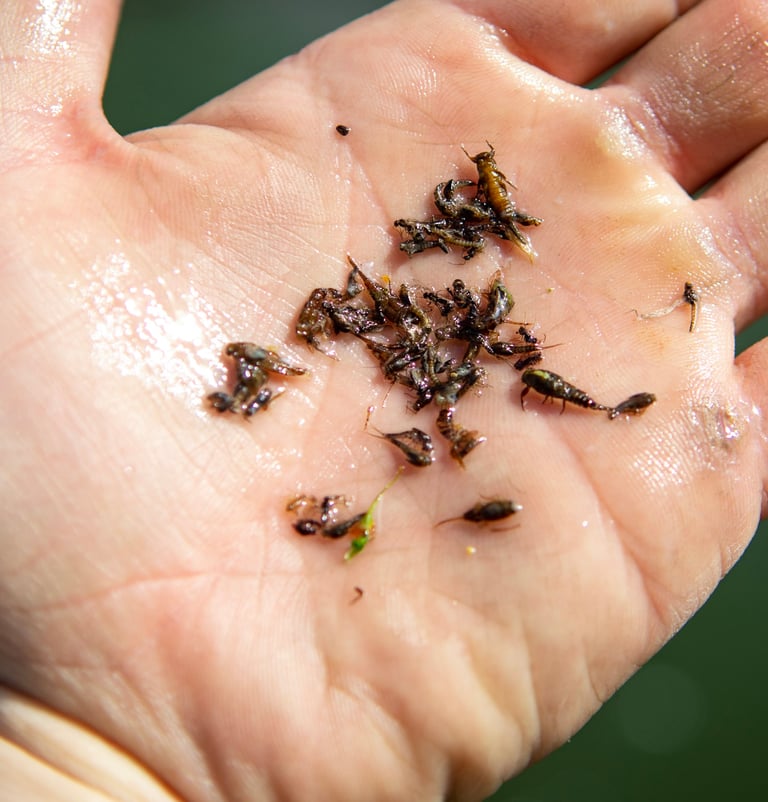 Watauga River Aquatic Insects.