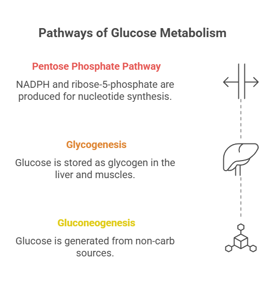 carbohydrate metabolism sequence 2