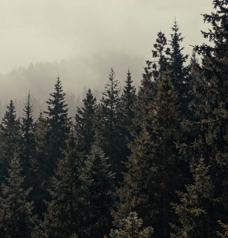 Atmospheric wide landscape shot from a film set in a North American forest, dramatic lighting, mist, cinematic scale, with off-white and deep black color tones.