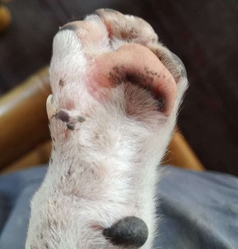 cats paw, animal paw, paw in the air