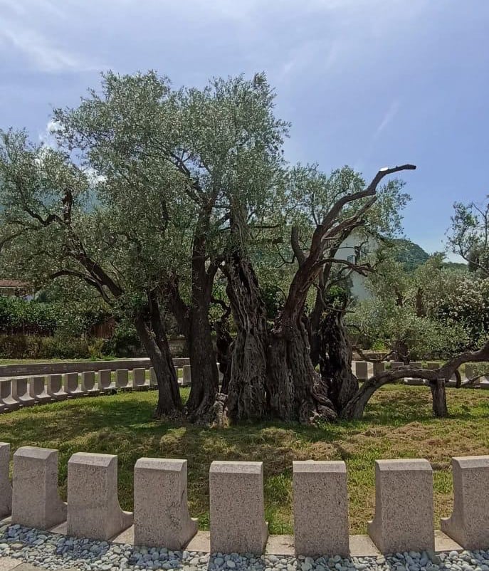 Old Olive Tree in Bar during a Montenegro private tour