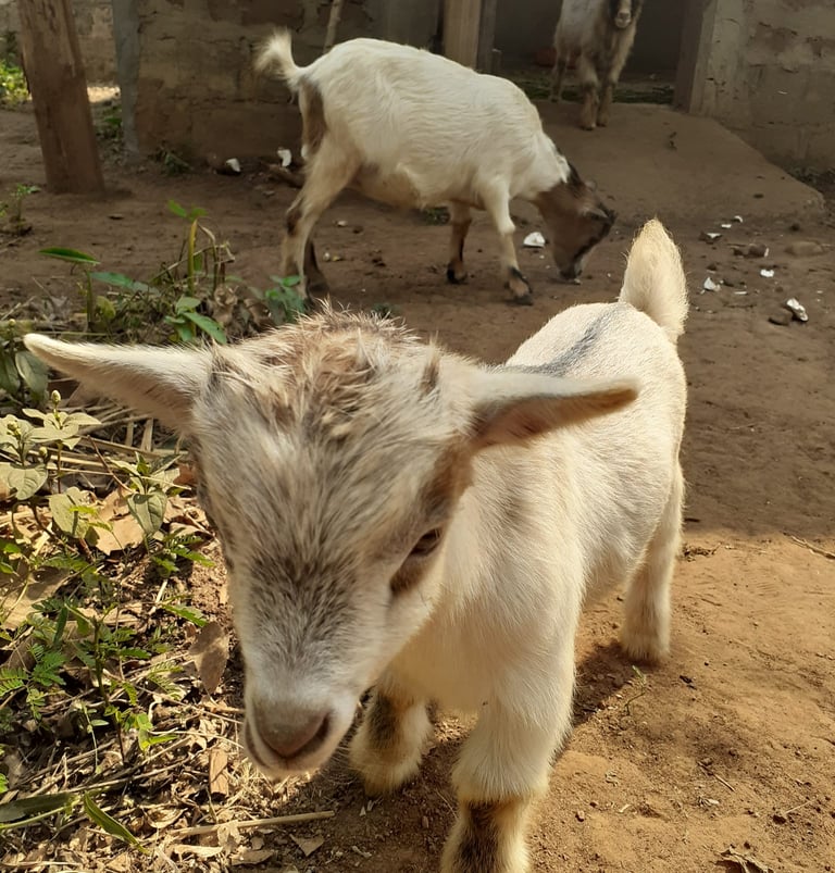 Elevage à la ferme aménopé togo permaculture