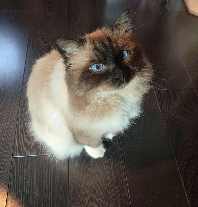 Sora - Sacré de Birmanie Seal Point