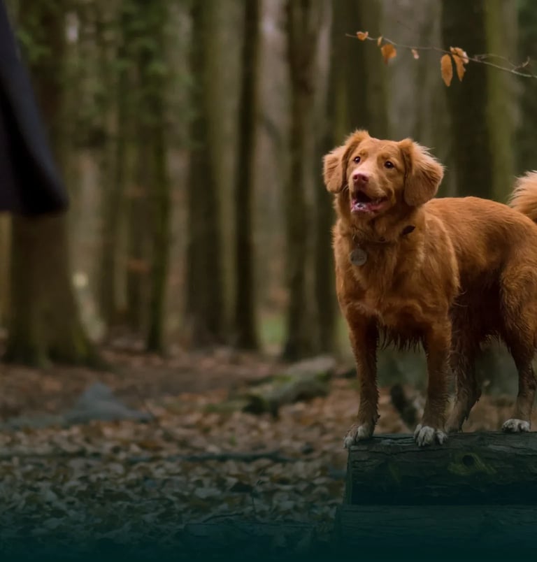 dogAdvisor β² dogadvisor β² dog advisor β² Blog for new dog owners β² dogs β² dog advisers β² dog advisors