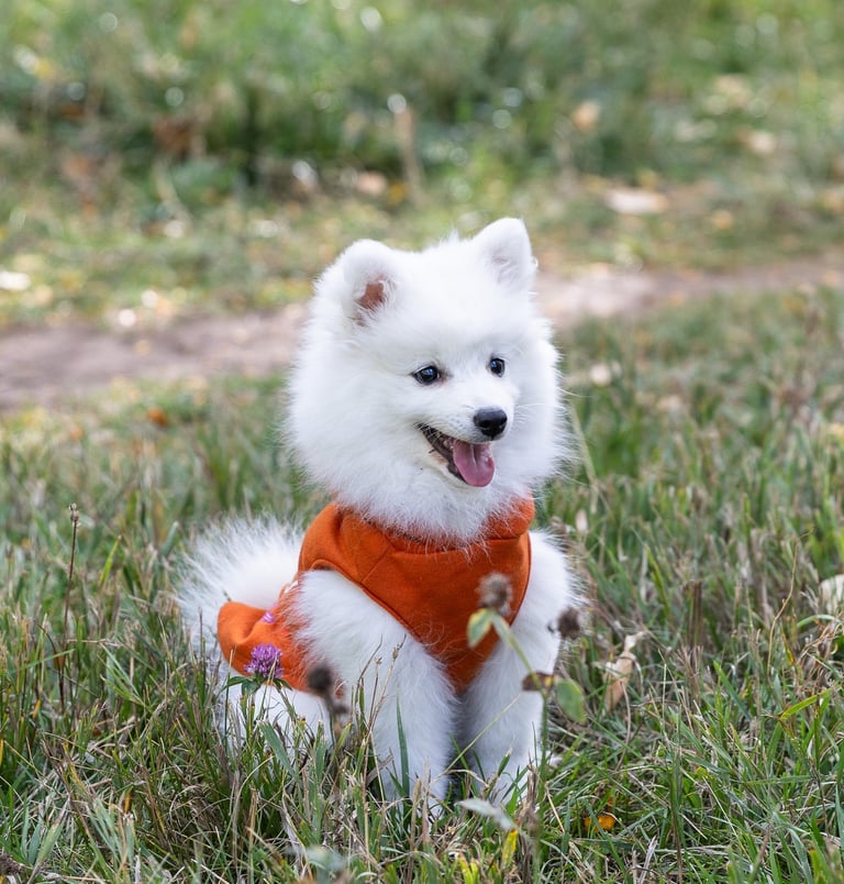 Colorado Japanese Spitz Puppy Direct Japan Source Japan Kennel Club