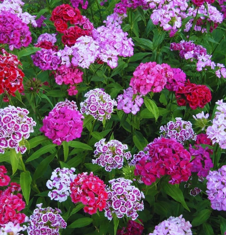 A garden bed of vibrant Sweet William flowers blooming in shades of pink, red, and purple.