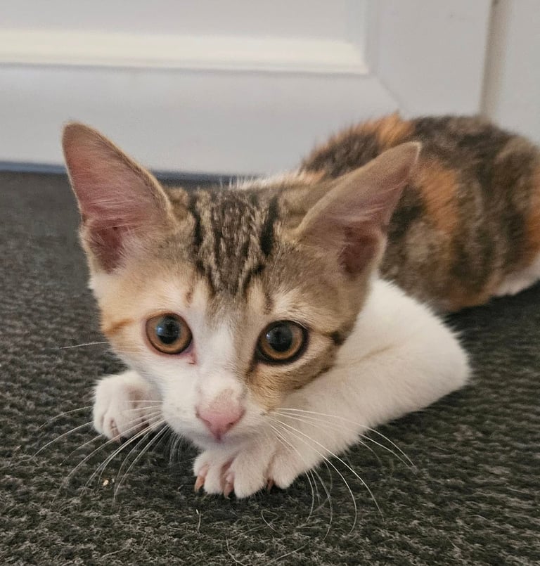 Adoption chaton AZALEE-1