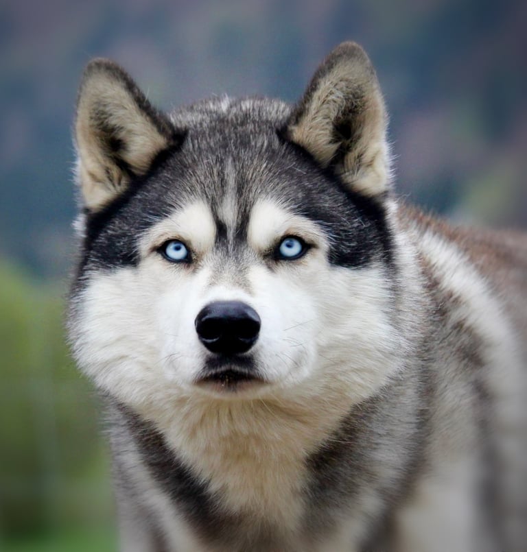 Husky-Erlebnisse, Husky-Ausfahrten, Husky-Trekkingtouren, Husky Abenteuer, Dietfurt, Bayern