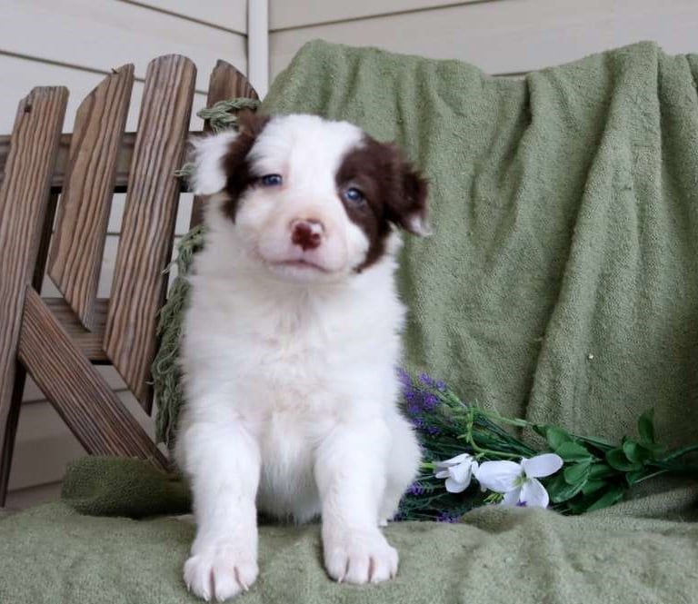 Border Collie Puppies for Sale