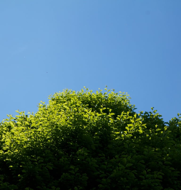 Tree with a blue sky in the background, symbolizing corporate well-being and a healthy work environm