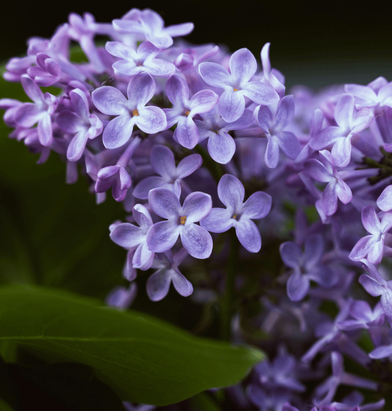 Macro close-up shot of blooming vibrant purple lilac flower clusters surrounded by soft green leaves. 