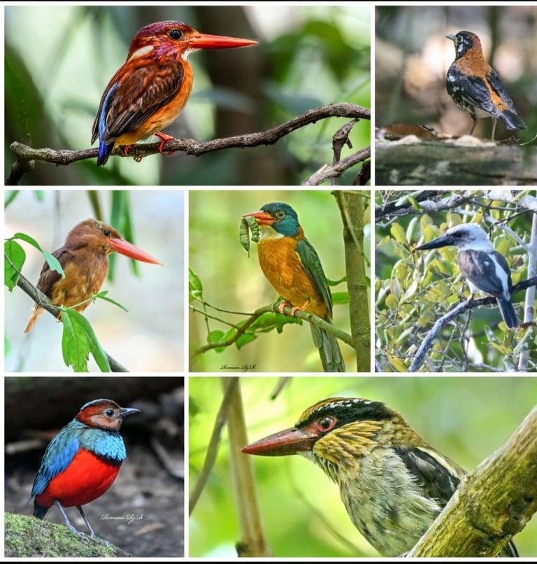 Tangkoko Birding tour - Sulawesi birding tour
