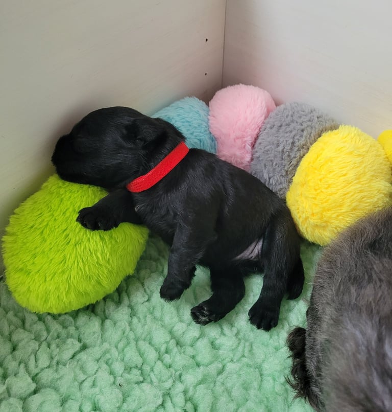 Chiot Schnauzer miniature