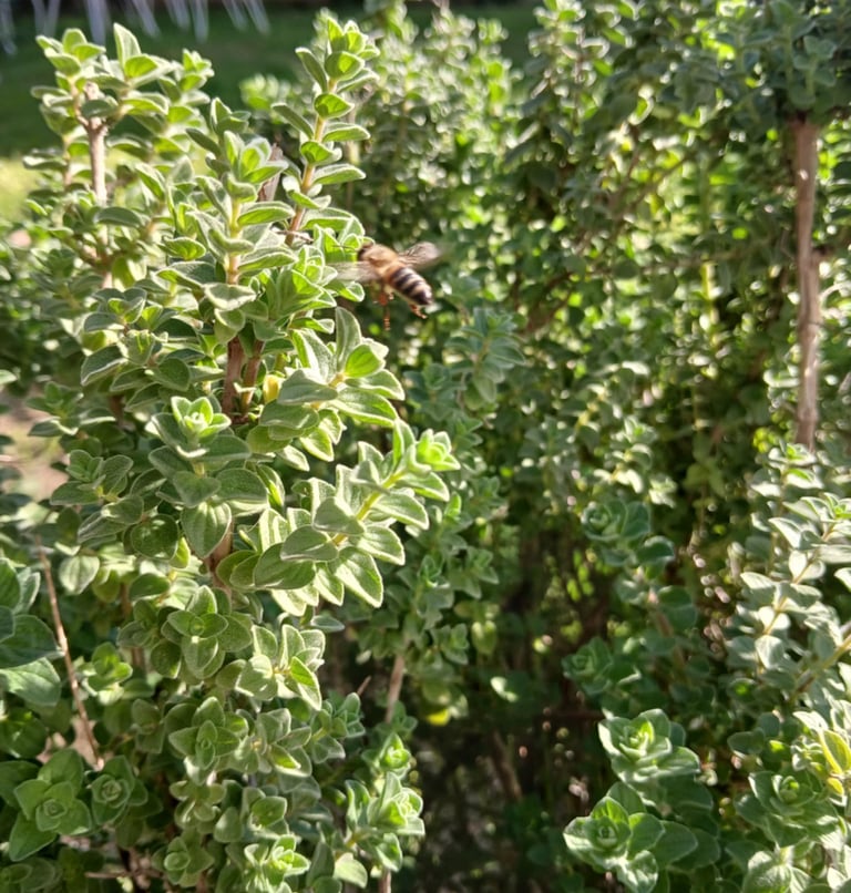 μια μέλισσα σε ένα φυτό βιολογικής ρίγανης 2