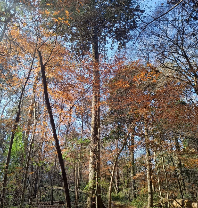 Arabella, queen of the forest