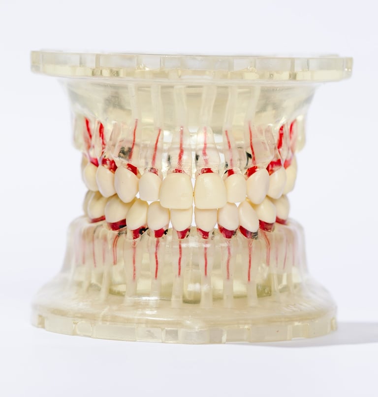 Cámara pulpar y conducto radicular en cada diente.