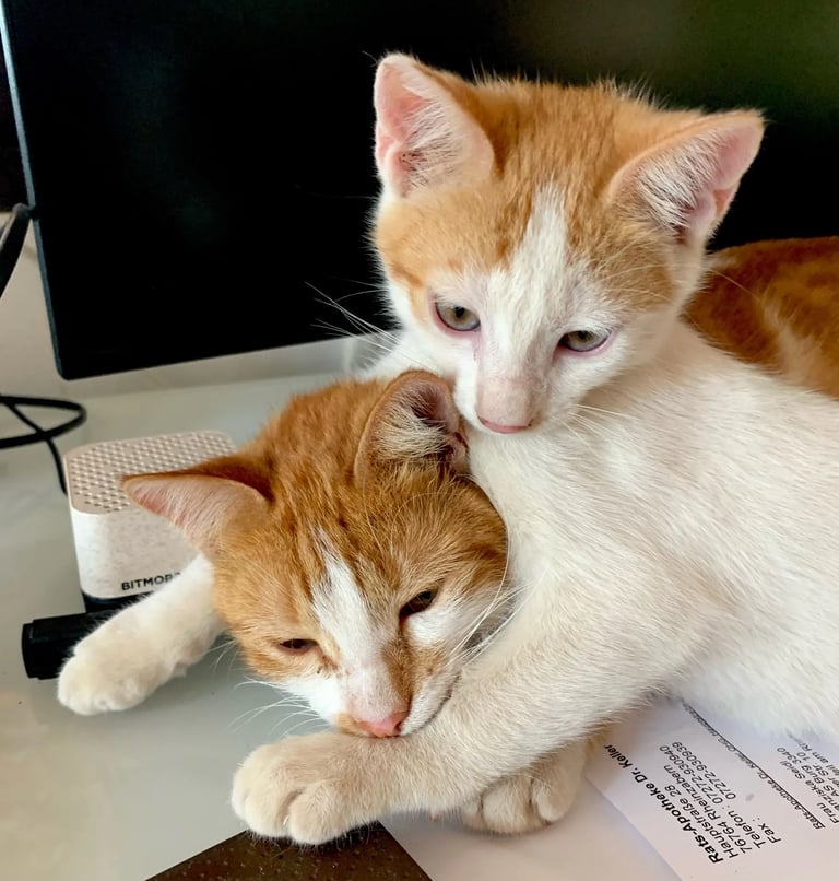 two cats cuddling together on a desk of dr. peter