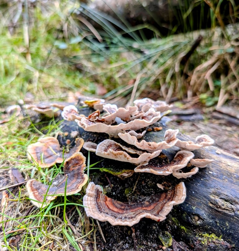 Wild turkey tail mushrooms growing on a decaying log in a forest setting.