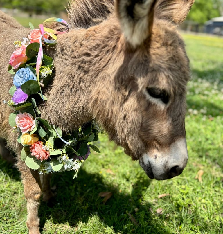Mini Donkey Ruby Mae loves cuddles at each party