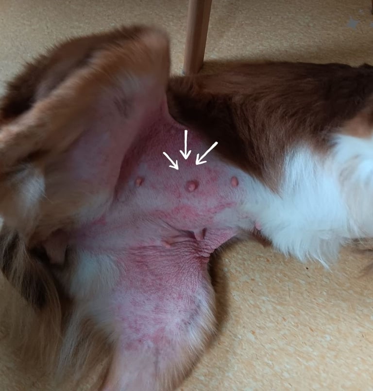 Allergiehund mit diversen Hautproblemen - THP Nicole Hempel 
